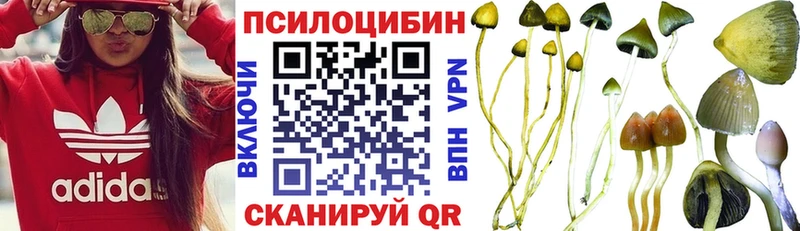 купить  сайты  Могоча  Псилоцибиновые грибы Psilocybe 